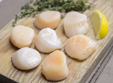 Maine Scallop Fishery to Open Through Lottery, New Legislation